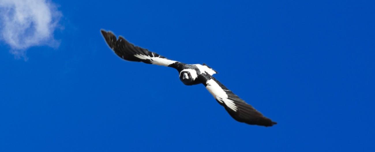 Swooping Birds | Whitehorse City Council